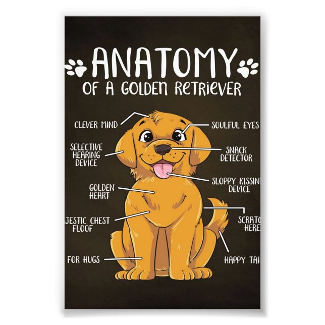 Foto Retriever Ouro de Anatomia | Ouro Retriever Lover (Frente)