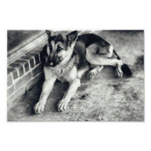 Foto Retro Cão de Trabalho da Raça do german shepherd