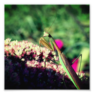 Foto Rezando Mantis Na Flor Sedum Fechar 8x8