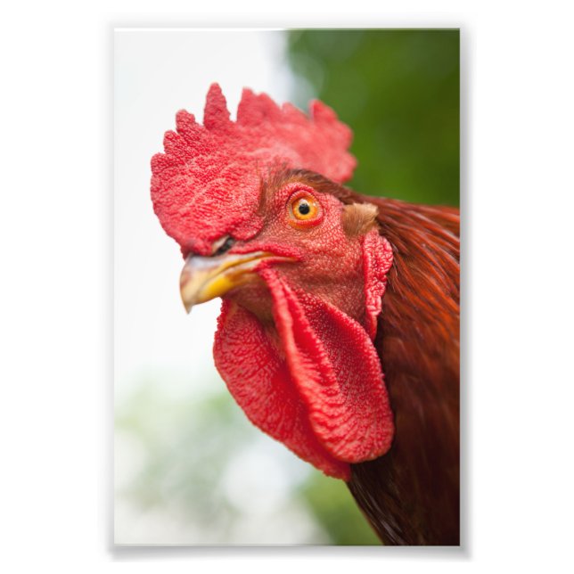 Foto Rhode Island Red Rooster (Frente)