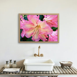 Foto Rhododendron Bloom Grande Rosa