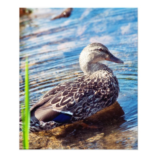 Foto Ripples de Discagem (Frente)