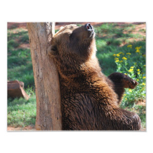 Foto Risco do urso