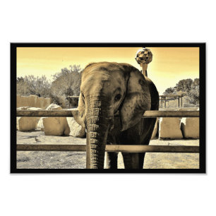 Foto Riyadh Zoo Elephant