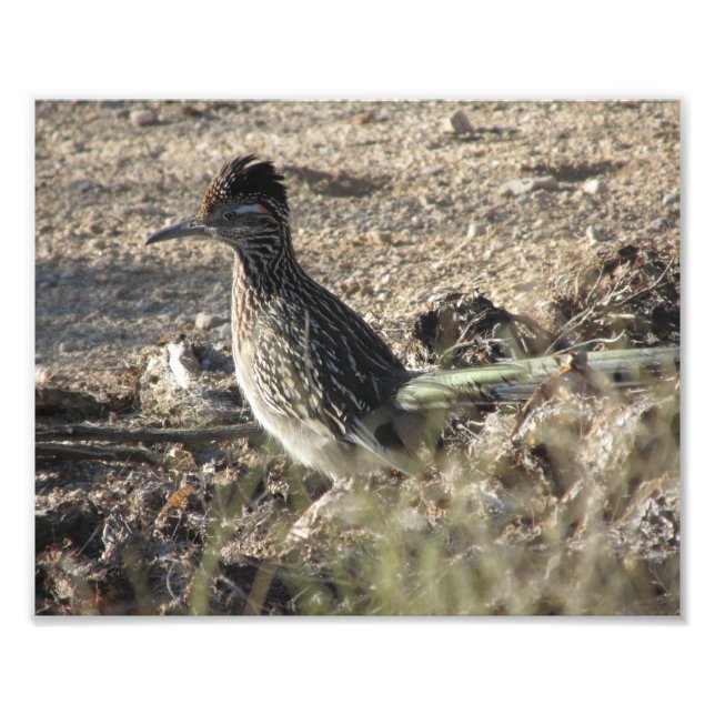 Foto Roadrunner (Frente)