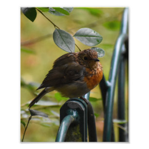 Foto Robin