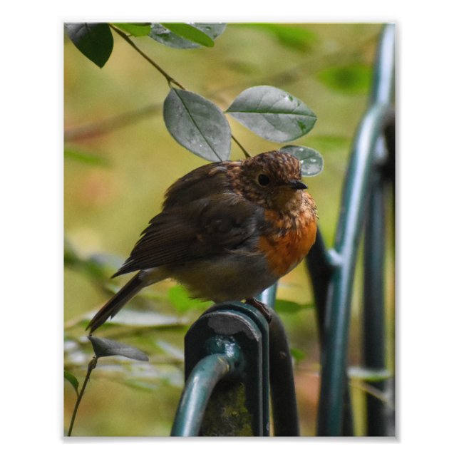Foto Robin (Frente)