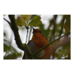 Foto Robin