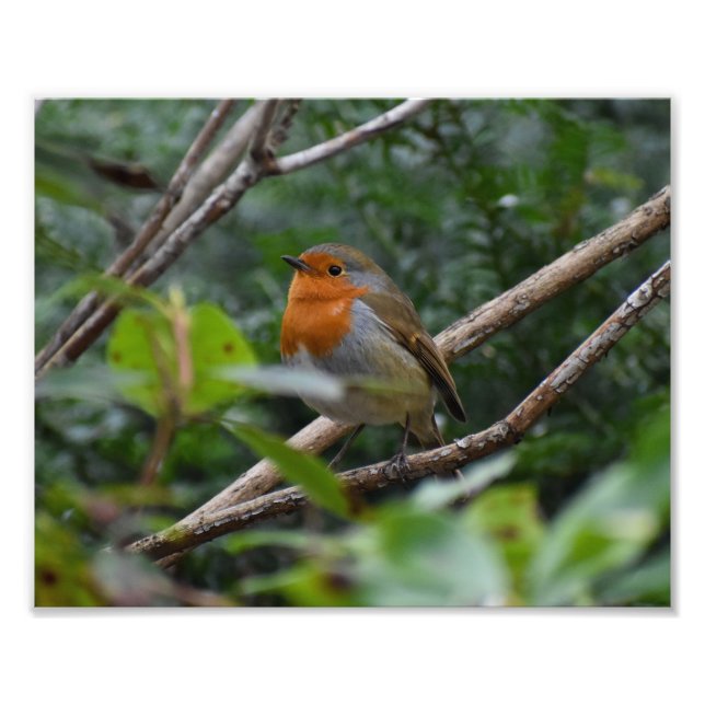 Foto Robin (Frente)