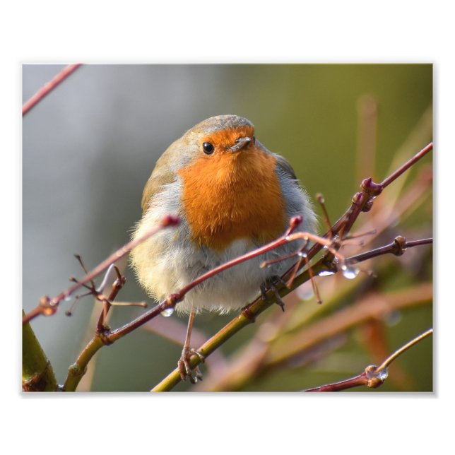 Foto Robin (Frente)