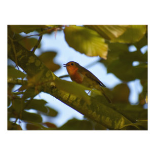 Foto Robin