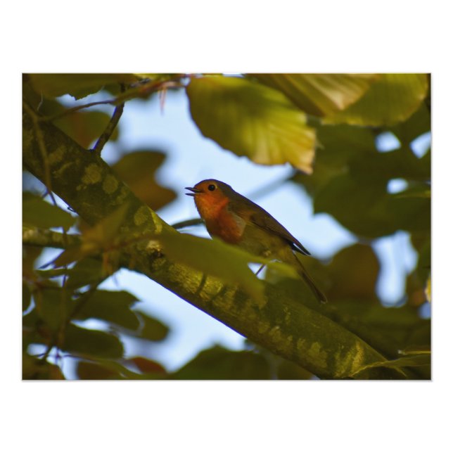 Foto Robin (Frente)