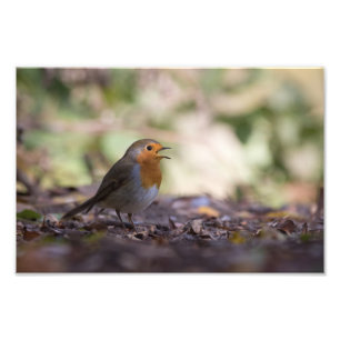 Foto Robin Nature Photo