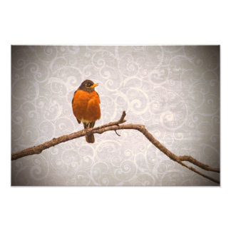 Foto Robin Photo com o Design do Damask Swirl