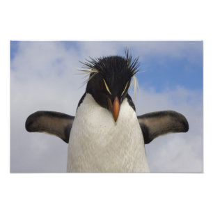 Foto Rockhopper Penguin Eudyptes chrysocome