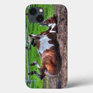 Foto Rolling Paint Horse Equine para amantes de ca