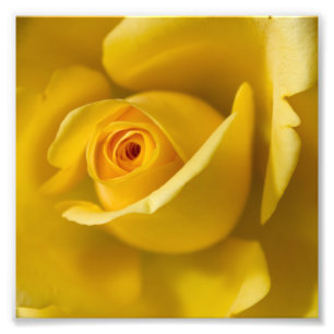 Foto Rosa amarelo macro