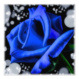 Foto rosa azul lindo