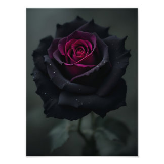 Foto Rosa Coração Preto