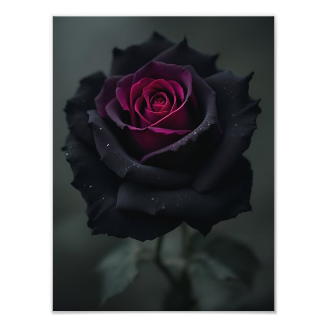 Foto Rosa Coração Preto  (Frente)