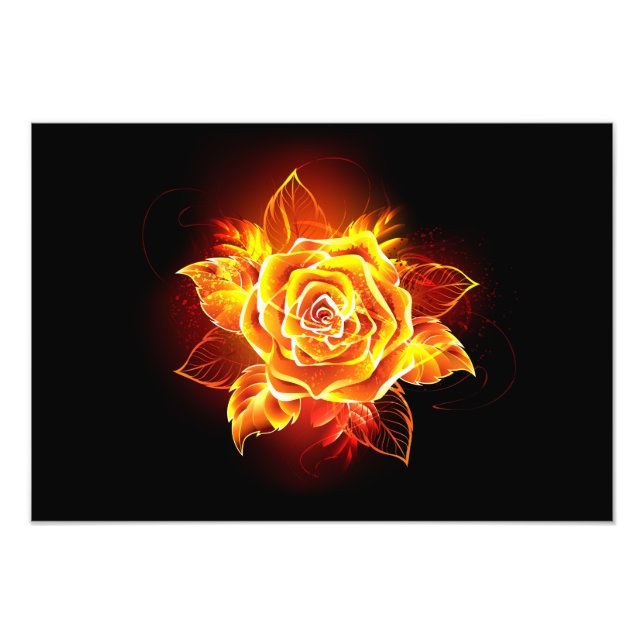 Foto Rosa de Fogo em Flor (Frente)