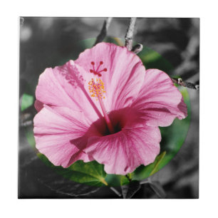 Foto rosa de Hibiscus