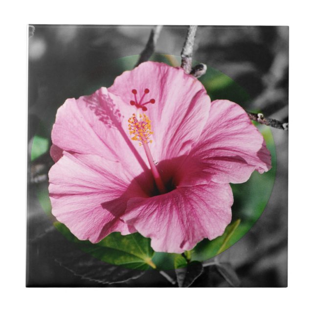 Foto rosa de Hibiscus (Frente)
