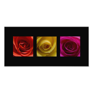 Foto Rosa do amarelo alaranjado dos rosas do Triptych