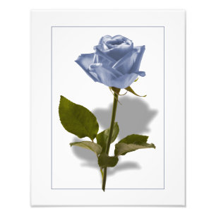 Foto Rosa do azul do encantamento