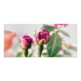 Foto Rosa do botão rosa no close-up