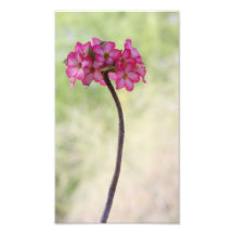 Rosa do deserto rosa