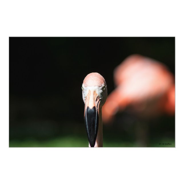 Foto Rosa Dois (Frente)