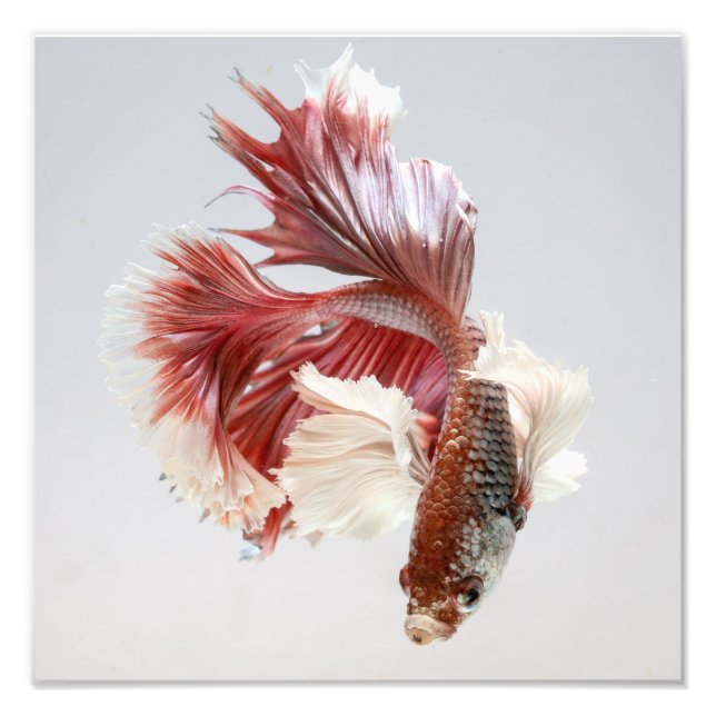 Foto Rosa Dumbo Halfmoon Betta Fish Impressão (Frente)