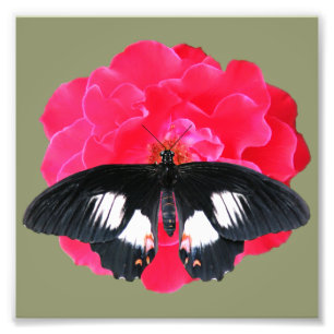 Foto Rosa e Swallowtail
