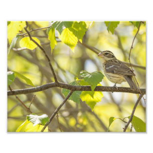 Foto Rosa fêmea quebrada Grosbeak Impressão de fotograf