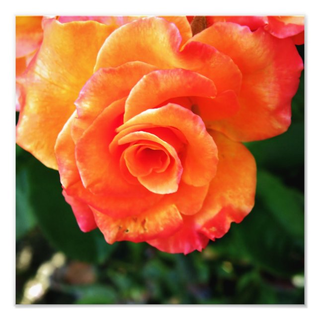 Foto Rosa flor de laranja (Frente)