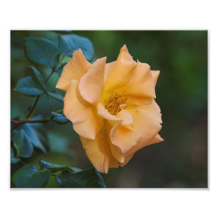 Foto Rosa laranja