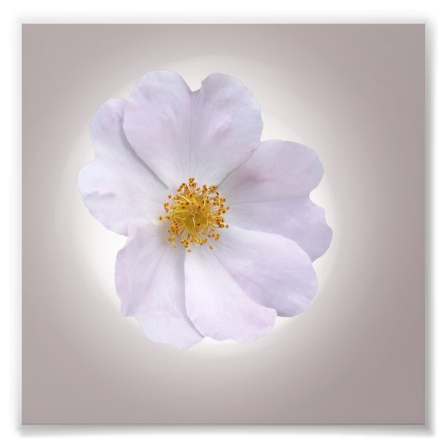 Foto rosa para roxo (Frente)