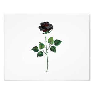 Foto Rosa preto