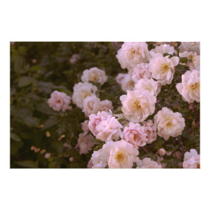 Foto Rosa rosa romântico