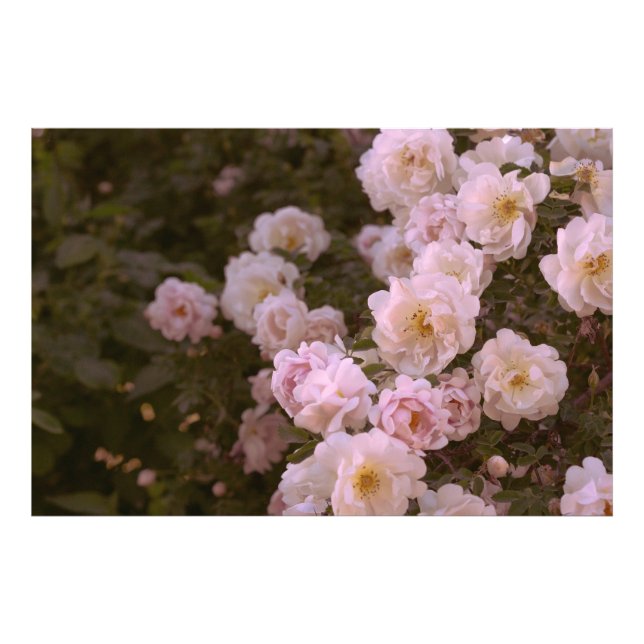 Foto Rosa rosa romântico (Frente)