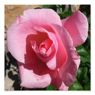 Foto Rosa Rosa Rosa