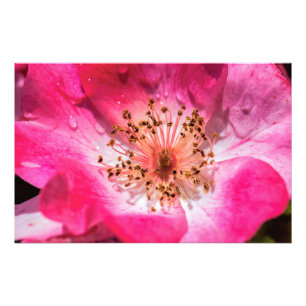Foto Rosa Rosa Rosa