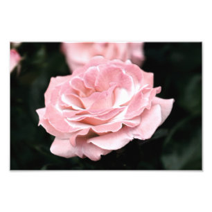Foto Rosa rosa rosa no sangue do Cheio