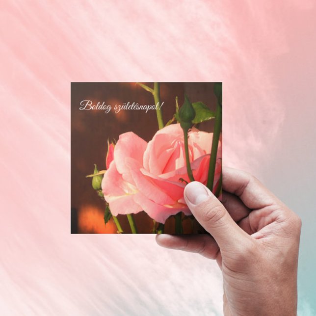 Foto rosa rosa rosa rosa - aniversário húngaro (Criador carregado)