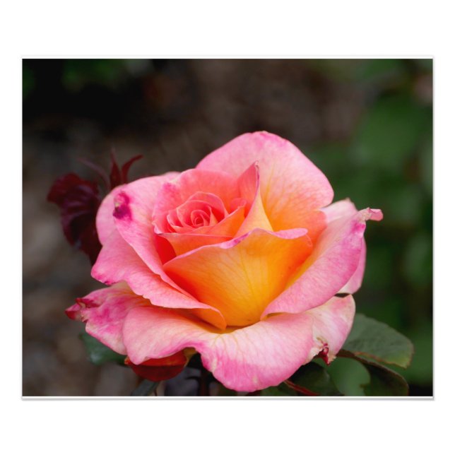 Foto Rosa Rosa Rosa Rosa Laranja (Frente)