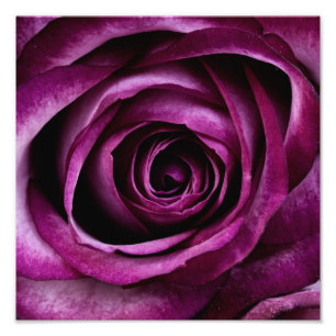 Foto Rosa Roxa