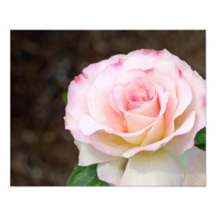 Foto Rosa Suave