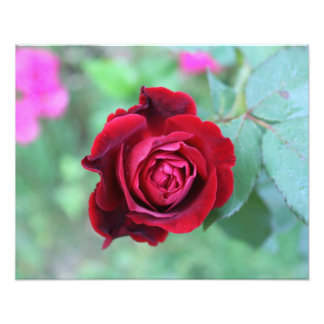 Foto Rosa vermelha