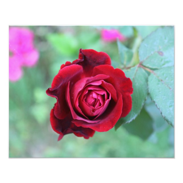 Foto Rosa vermelha (Frente)